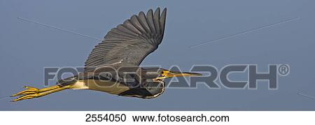 Close-up of Tricolored Heron (Egretta tricolor) in flight View Large Photo Image Stock Image - Close-up of Tricolored Heron (Egretta tricolor) in flight . Fotosearch