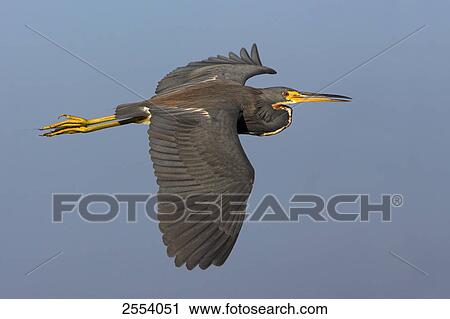 Close-up of Tricolored Heron (Egretta tricolor) in flight View Large Photo Image Stock Image - Close-up of Tricolored Heron (Egretta tricolor) in flight . Fotosearch
