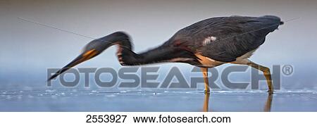 Stock Photo - Close-up of Tricolored Heron (Egretta tricolor) foraging in water . Fotosearch