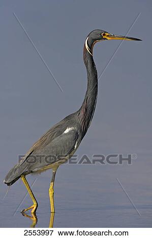 Close-up of Tricolored Heron (Egretta tricolor) walking in water View Large Photo Image Stock Photo - Close-up of Tricolored Heron (Egretta tricolor) walking in water . Fotosearch