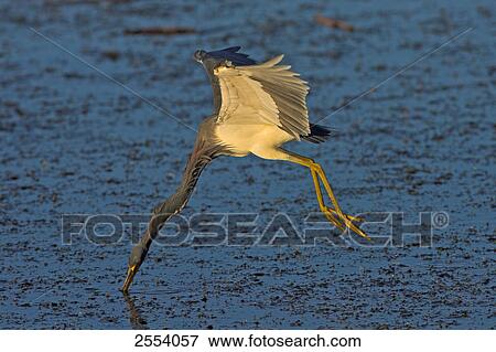 Close-up of Tricolored Heron (Egretta tricolor) foraging in water while flying View Large Photo Image Stock Photo - Close-up of Tricolored Heron (Egretta tricolor) foraging in water while flying . Fotosearch