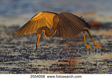 Close-up of Tricolored Heron (Egretta tricolor) foraging in water while flying View Large Photo Image Stock Photo - Close-up of Tricolored Heron (Egretta tricolor) foraging in water while flying . Fotosearch