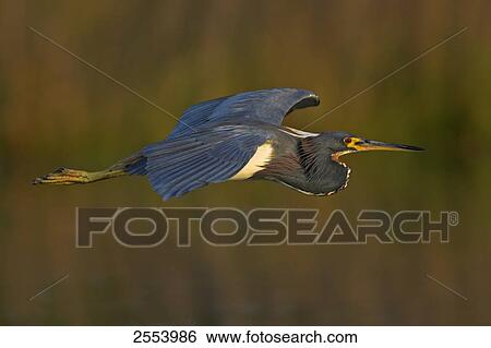Stock Photograph - Close-up of Tricolored Heron (Egretta tricolor) in flight . Fotosearch