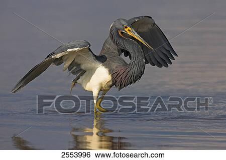 Close-up of Tricolored Heron (Egretta tricolor) spreading its wings in water View Large Photo Image Stock Photograph - Close-up of Tricolored Heron (Egretta tricolor) spreading its wings in water . Fotosearch