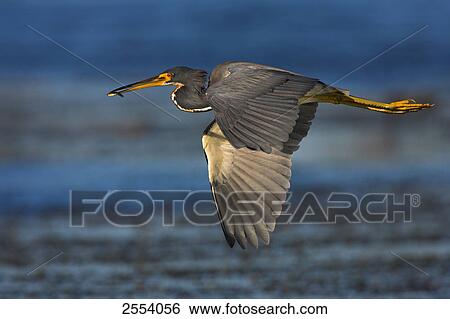 Close-up of Tricolored Heron (Egretta tricolor) in flight View Large Photo Image Stock Photograph - Close-up of Tricolored Heron (Egretta tricolor) in flight . Fotosearch
