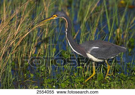Close-up of Tricolored Heron (Egretta tricolor) in wetland View Large Photo Image Stock Photography - Close-up of Tricolored Heron (Egretta tricolor) in wetland . Fotosearch