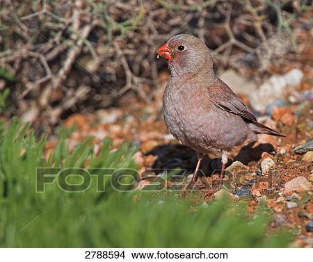 Picture - Close-up of Trumpeter Finch (Rhodopechys githaginea) on pebbles . Fotosearch