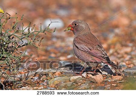Close-up of Trumpeter Finch (Rhodopechys githaginea) on pebbles View Large Photo Image Stock Image - Close-up of Trumpeter Finch (Rhodopechys githaginea) on pebbles . Fotosearch