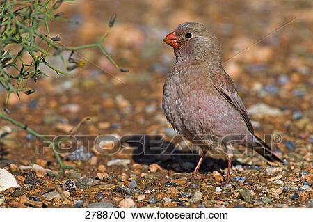 Close-up of Trumpeter Finch (Rhodopechys githaginea) on pebbles View Large Photo Image Stock Image - Close-up of Trumpeter Finch (Rhodopechys githaginea) on pebbles . Fotosearch