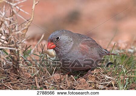 Close-up of Trumpeter Finch (Rhodopechys githaginea) in field View Large Photo Image Stock Photograph - Close-up of Trumpeter Finch (Rhodopechys githaginea) in field . Fotosearch