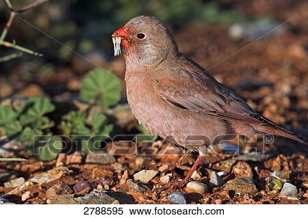 Close-up of Trumpeter Finch (Rhodopechys githaginea) on pebbles View Large Photo Image Stock Photography - Close-up of Trumpeter Finch (Rhodopechys githaginea) on pebbles . Fotosearch