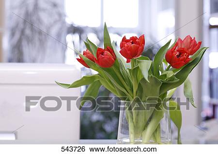 Close-up of Tulips in vase View Large Photo Image Stock Photograph - Close-up of Tulips in vase . Fotosearch