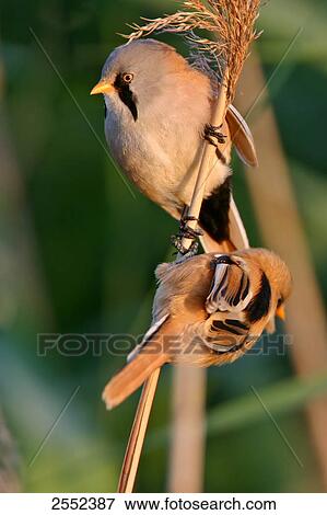 Close-up of two Bearded Reedling (Panurus biarmicus) birds perching on reed View Large Photo Image Stock Photo - Close-up of two Bearded Reedling (Panurus biarmicus) birds perching on reed . Fotosearch