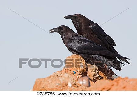 Close-up of two Brown-necked Ravens (Corvus ruficollis) on stone  View Large Photo Image Stock Photograph - Close-up of two Brown-necked Ravens (Corvus ruficollis) on stone . Fotosearch