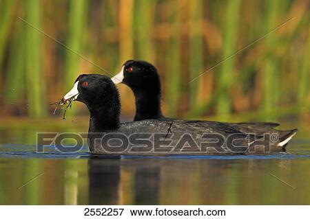 Close-up of two cranes swimming in lake View Large Photo Image Stock Photo - Close-up of two cranes swimming in lake . Fotosearch