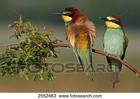 Stock Image - Close-up of two European Bee-eaters (Merops apiaster) perching on stem . Fotosearch