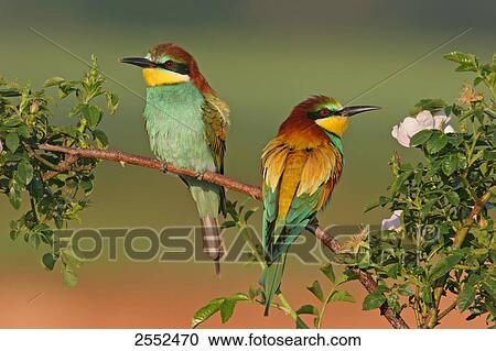 Stock Image - Close-up of two European Bee-eaters (Merops apiaster) perching on stem . Fotosearch