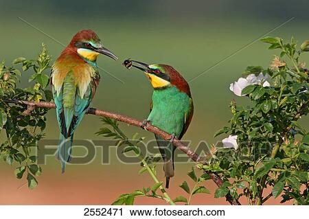 Close-up of two European Bee-eaters (Merops apiaster) perching on stem View Large Photo Image Stock Image - Close-up of two European Bee-eaters (Merops apiaster) perching on stem . Fotosearch