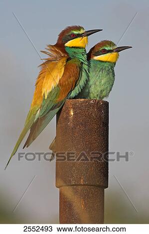 Close-up of two European Bee-eaters (Merops apiaster) on wooden post View Large Photo Image Stock Image - Close-up of two European Bee-eaters (Merops apiaster) on wooden post . Fotosearch