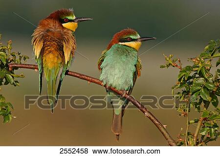 Close-up of two European Bee-eaters (Merops apiaster) perching on stem View Large Photo Image Stock Photo - Close-up of two European Bee-eaters (Merops apiaster) perching on stem . Fotosearch