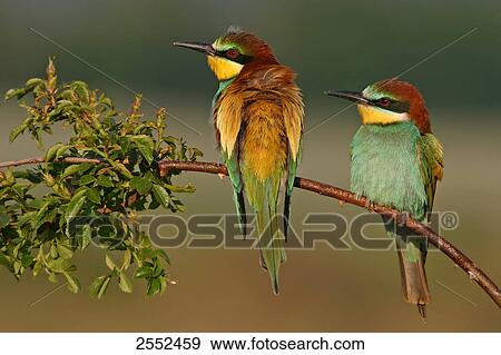 Stock Photo - Close-up of two European Bee-eaters (Merops apiaster) perching on stem . Fotosearch