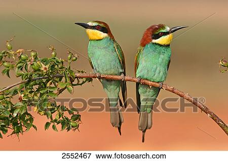 Stock Photo - Close-up of two European Bee-eaters (Merops apiaster) perching on stem . Fotosearch