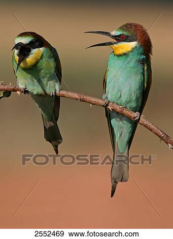 Close-up of two European Bee-eaters (Merops apiaster) perching on stem View Large Photo Image Stock Photo - Close-up of two European Bee-eaters (Merops apiaster) perching on stem . Fotosearch