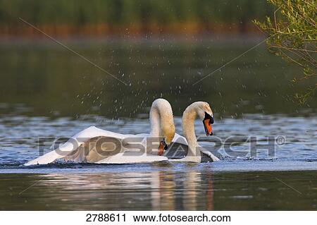 Close-up of two Mute Swans (Cygnus Olor) playing in lake View Large Photo Image Stock Image - Close-up of two Mute Swans (Cygnus Olor) playing in lake . Fotosearch