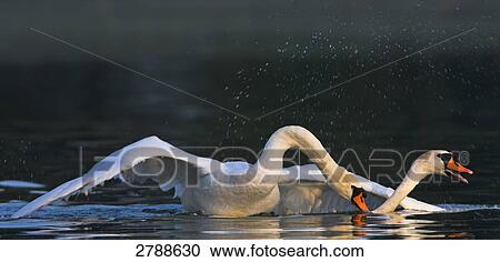 Close-up of two Mute Swans (Cygnus Olor) playing in lake View Large Photo Image Stock Image - Close-up of two Mute Swans (Cygnus Olor) playing in lake . Fotosearch