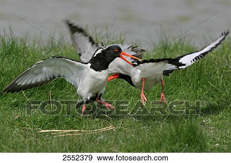 Close-up of two oystercatchers fighting in field View Large Photo Image Stock Photo - Close-up of two oystercatchers fighting in field . Fotosearch