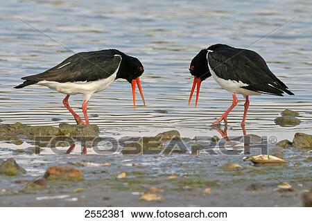 Close-up of two oystercatchers foraging in water View Large Photo Image Stock Image - Close-up of two oystercatchers foraging in water . Fotosearch