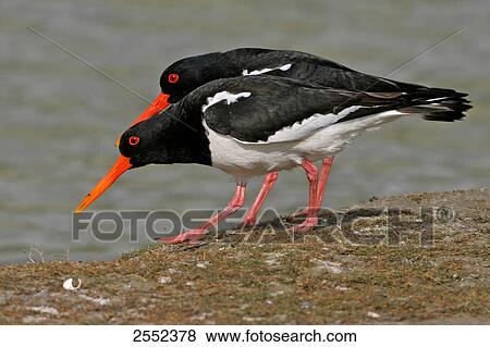 Stock Photo - Close-up of two oystercatchers in field . Fotosearch