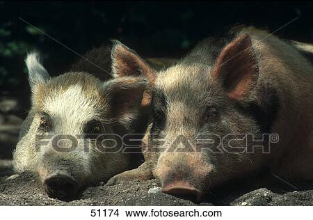 Close-up of two pigs sleeping View Large Photo Image Picture - Close-up of two pigs sleeping . Fotosearch