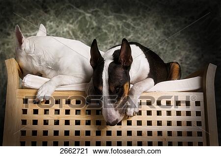 Stock Image - Close-up of two Pitbull Terrier lying on couch . Fotosearch
