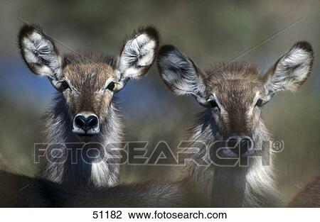 Close-up of two Waterbucks (Kobus ellipsiprymnus), Nakuru, Kenya View Large Photo Image Stock Image - Close-up of two Waterbucks (Kobus ellipsiprymnus), Nakuru, Kenya . Fotosearch