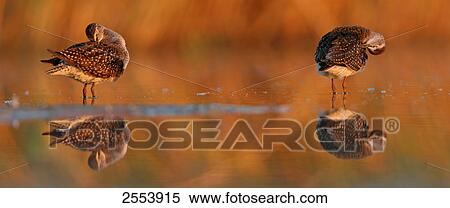 Stock Photography - Close-up of two Wood Sandpipers (Tringa glareola) preening in water . Fotosearch