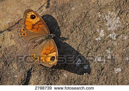 Close-up of Wall (Lasiommata megera) butterfly on stone View Large Photo Image Stock Photo - Close-up of Wall (Lasiommata megera) butterfly on stone . Fotosearch