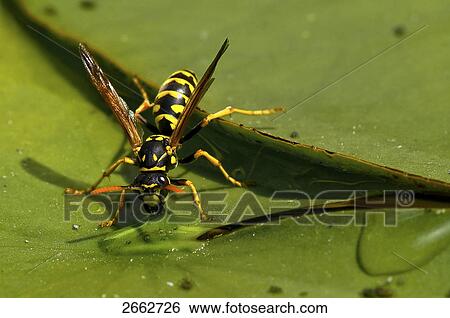 Close-up of wasp on lilypad  View Large Photo Image Stock Photograph - Close-up of wasp on lilypad . Fotosearch