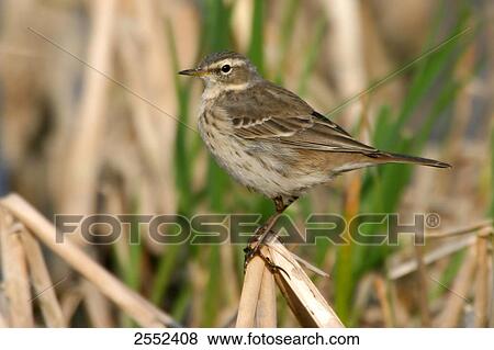 Close-up of Water Pipit (Anthus spinoletta) perching on twig View Large Photo Image Stock Photo - Close-up of Water Pipit (Anthus spinoletta) perching on twig . Fotosearch