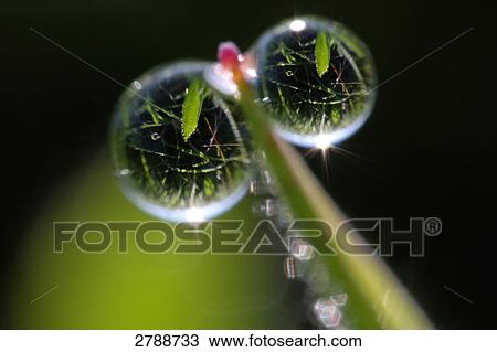 Stock Image - Close-up of waterdrops on blade of grass . Fotosearch