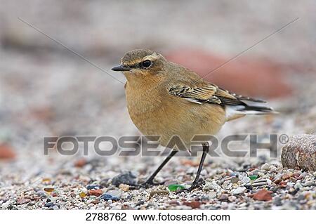 Stock Image - Close-up of Wheatear in field . Fotosearch