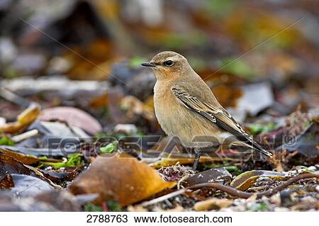 Close-up of Wheatear in field View Large Photo Image Stock Image - Close-up of Wheatear in field . Fotosearch