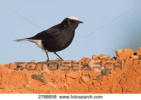 Stock Photo - Close-up of Wheatear on pebbles . Fotosearch