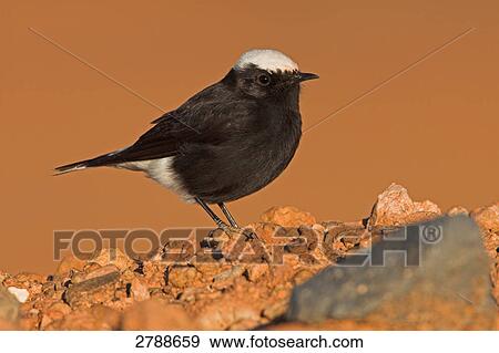 Close-up of Wheatear on pebbles View Large Photo Image Stock Photo - Close-up of Wheatear on pebbles . Fotosearch