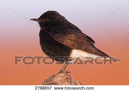 Close-up of Wheatear on stone View Large Photo Image Stock Photo - Close-up of Wheatear on stone . Fotosearch