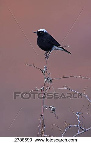 Close-up of Wheatear perching on twig View Large Photo Image Stock Image - Close-up of Wheatear perching on twig . Fotosearch