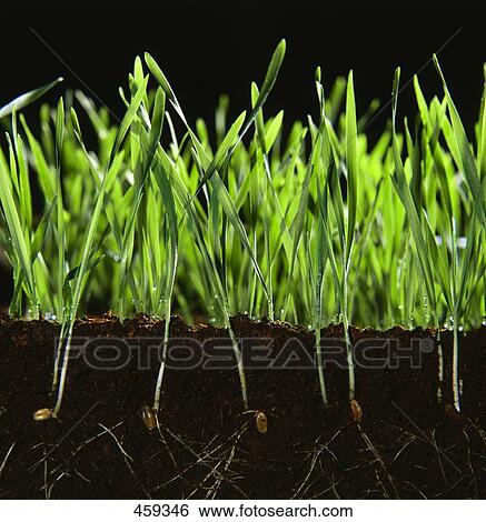 Close-up of wheatgrass View Large Photo Image Stock Photograph - Close-up of wheatgrass . Fotosearch