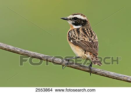 Close-up of Whinchat (Saxicola rubetra) perching on stem View Large Photo Image Picture - Close-up of Whinchat (Saxicola rubetra) perching on stem . Fotosearch
