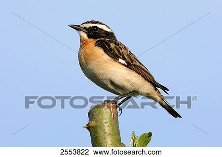 Stock Image - Close-up of Whinchat (Saxicola rubetra) perching on branch . Fotosearch
