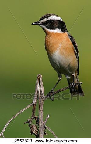 Close-up of Whinchat (Saxicola rubetra) perching on twig View Large Photo Image Stock Image - Close-up of Whinchat (Saxicola rubetra) perching on twig . Fotosearch